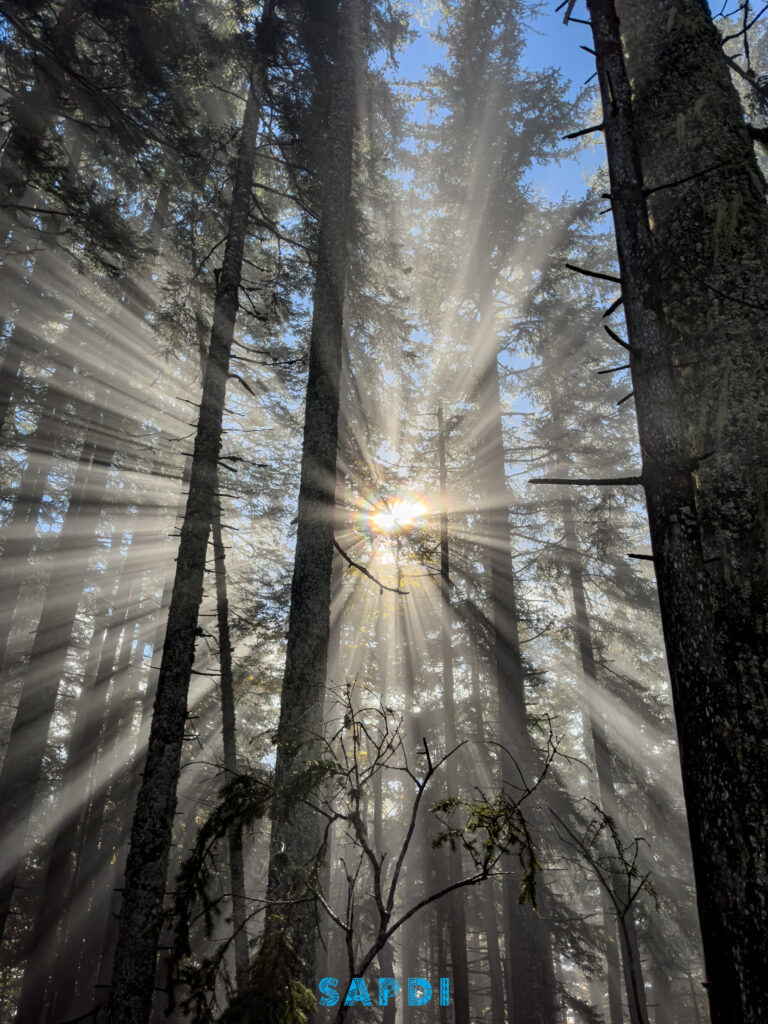 SUN_IN_THJE_WOODS - 3